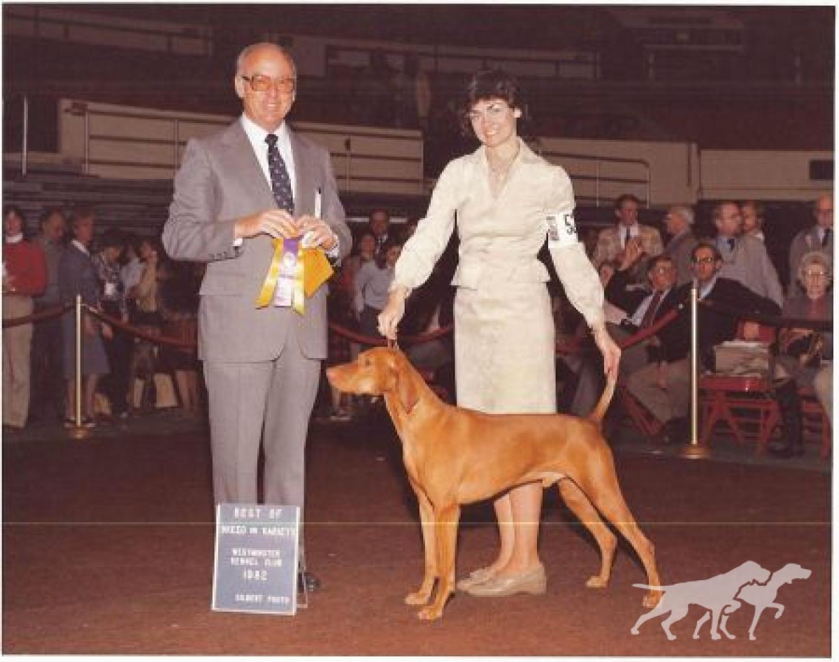 Cariad's Alydar Loki Santana