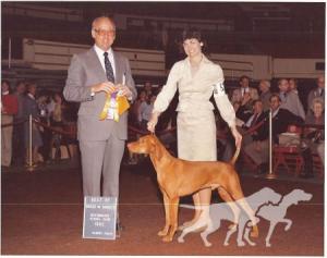 Cariad's Alydar Loki Santana