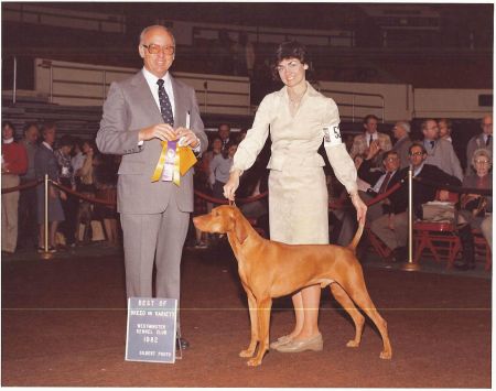Cariad's Alydar Loki Santana