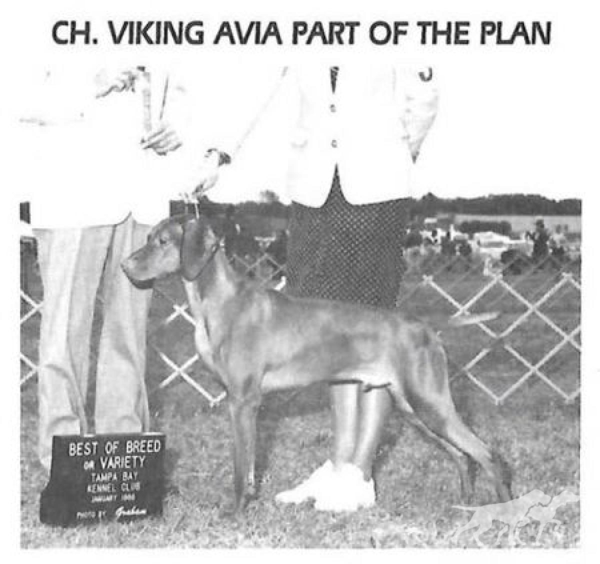 Viking Avia Part of The Plan