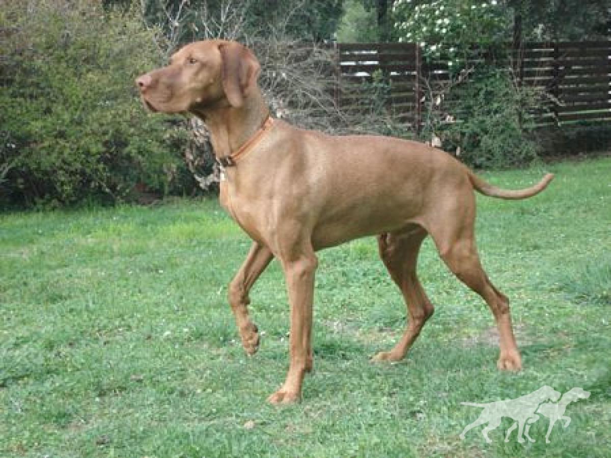 Luxatori Orja