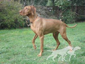 Luxatori Orja