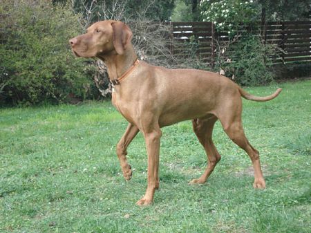 Luxatori Orja