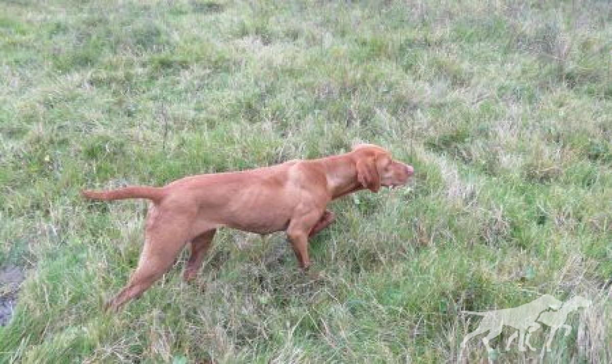 Dukesa Wild Can D'Ijuma