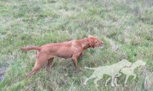 Dukesa Wild Can D'Ijuma