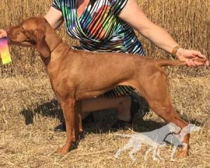 Aurelia's Hot Hot Summer