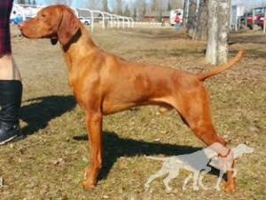 Aurelia's Antares Rigel Summer