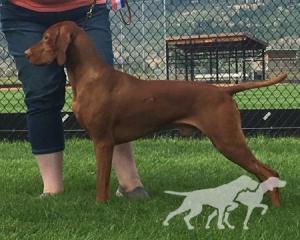 Aurelia's Antares Rigel Summer