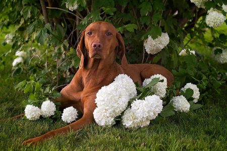 Körtvélyesi Vadász Áfonya Of Sokoldalu