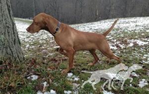 Red Oak's Leather And Lace