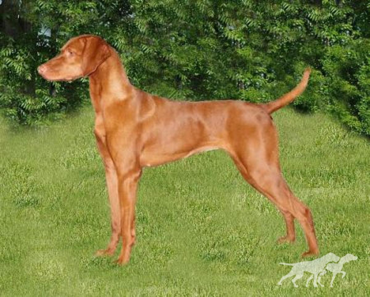 Reddog Ranch Arayah Sequoia