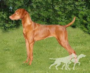 Reddog Ranch Arayah Sequoia