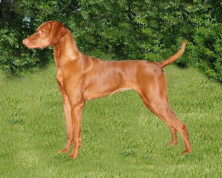 Reddog Ranch Arayah Sequoia