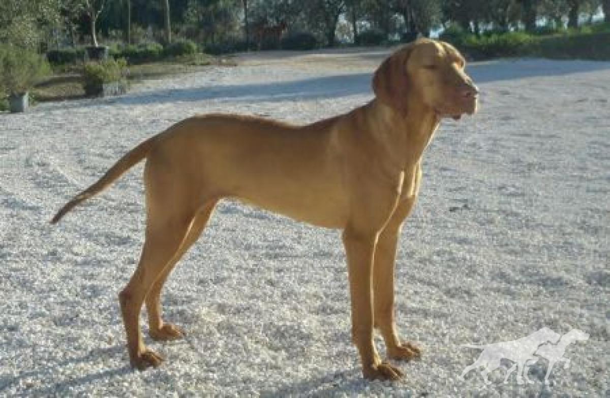 Luxatori Fama