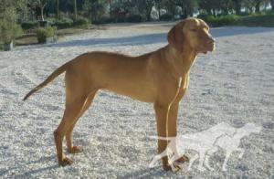 Luxatori Fama
