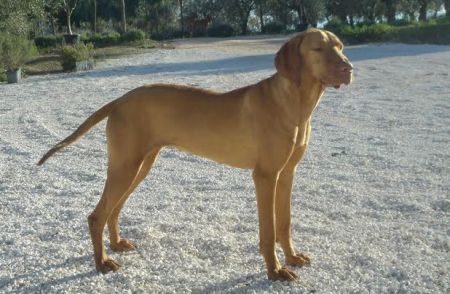 Luxatori Fama
