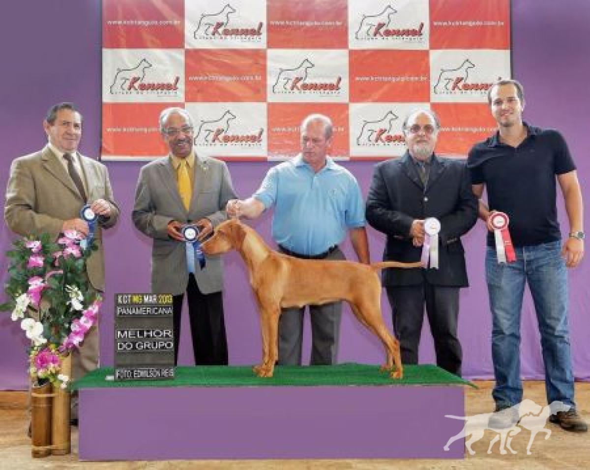 Petra Vizsla Carioca