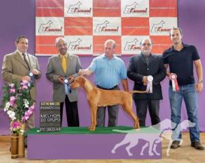 Petra Vizsla Carioca