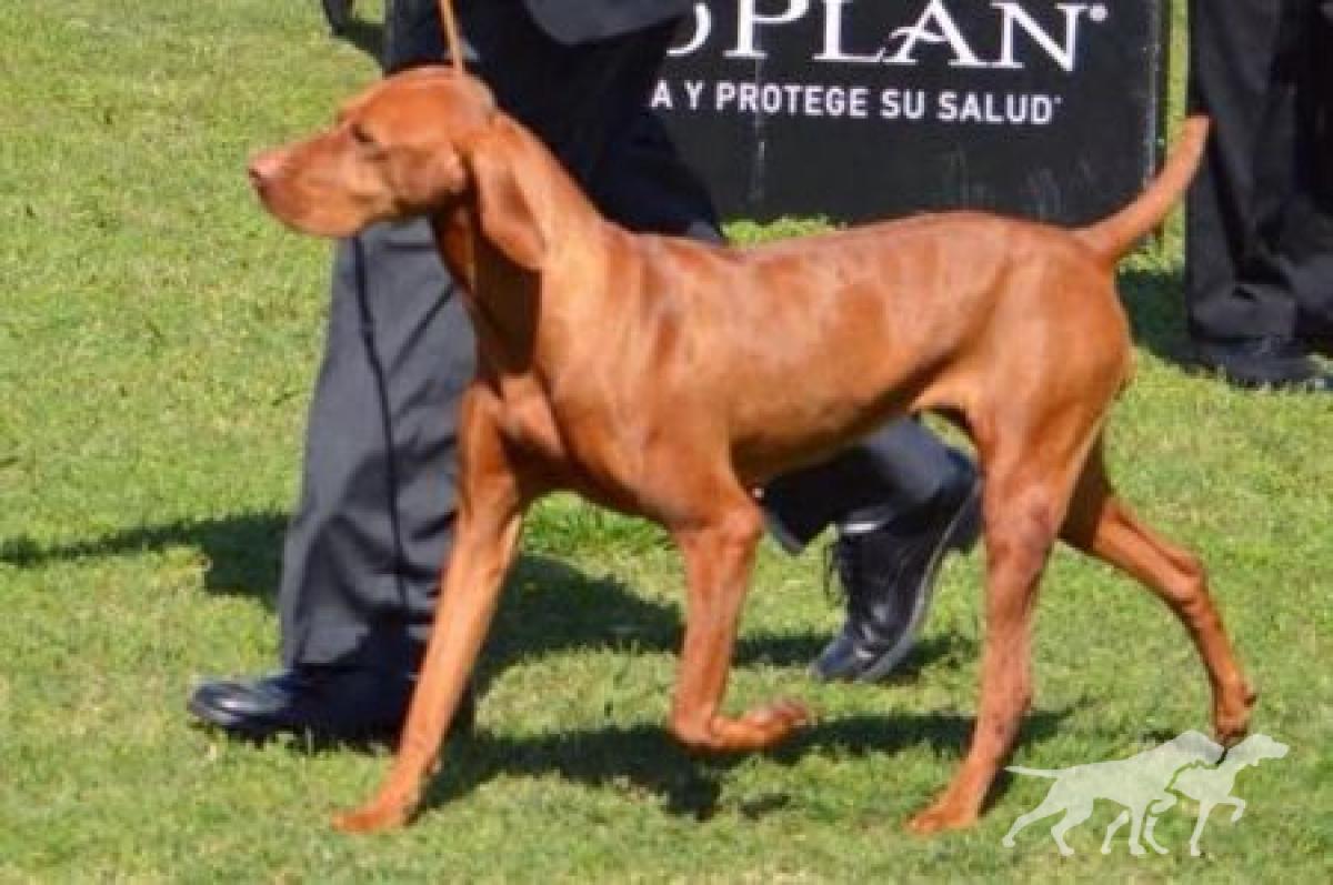 Miska Von Acukett