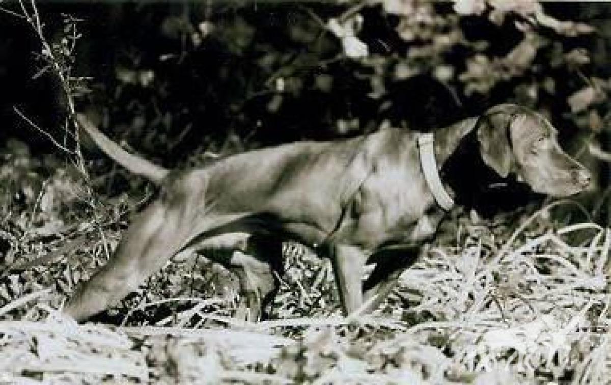Rimfire's Cool Hand Luke