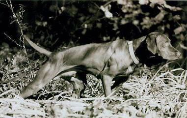 Rimfire's Cool Hand Luke