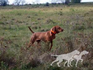 Burr Oak's Bambam / Burr Oak's Bam Bam