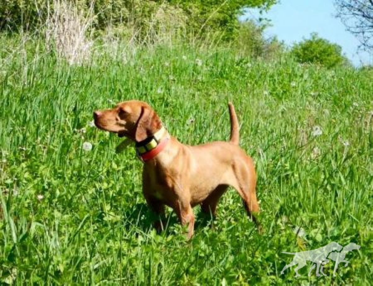 Burr Oak's Bambam / Burr Oak's Bam Bam