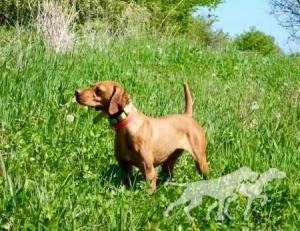 Burr Oak's Bambam / Burr Oak's Bam Bam