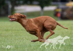 Freedom Spirited Whirlwind Lacey