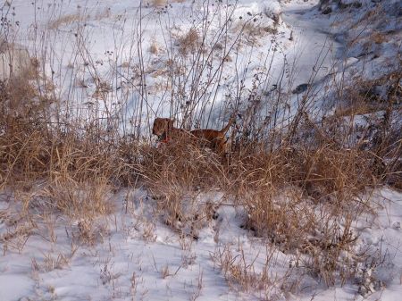 Ck Millstar's Wee Dram