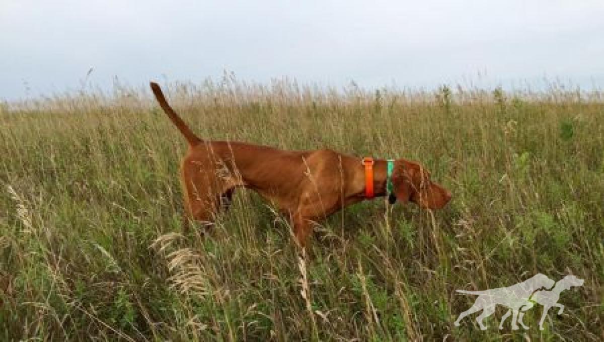 Martinsen's Tucker Cattail Buster