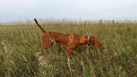Martinsen's Tucker Cattail Buster