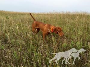 Martinsen's Tucker Cattail Buster