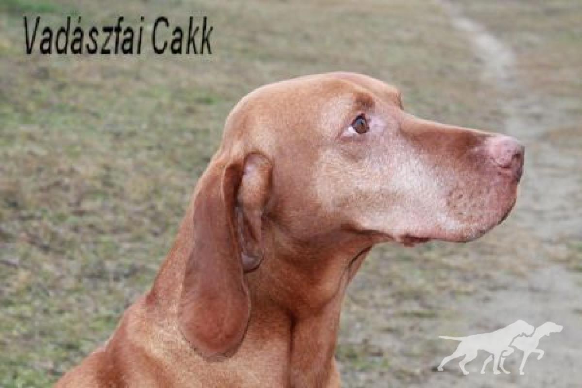 Vadászfai Cakk