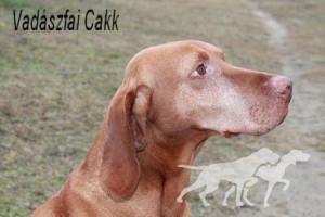 Vadászfai Cakk