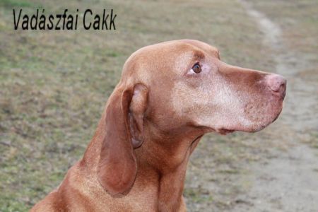 Vadászfai Cakk