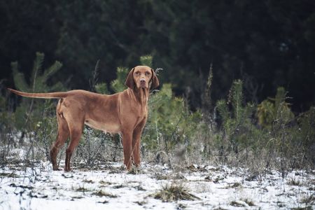 Luxatori Bajos of Cserenci