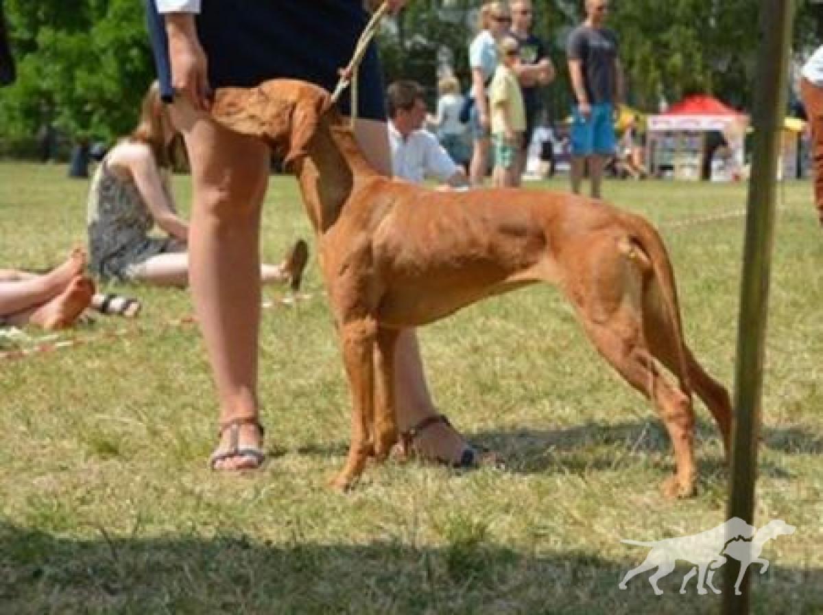 Zara Goniec Malopolski