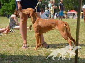 Zara Goniec Malopolski