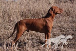Hamar z Talchejów