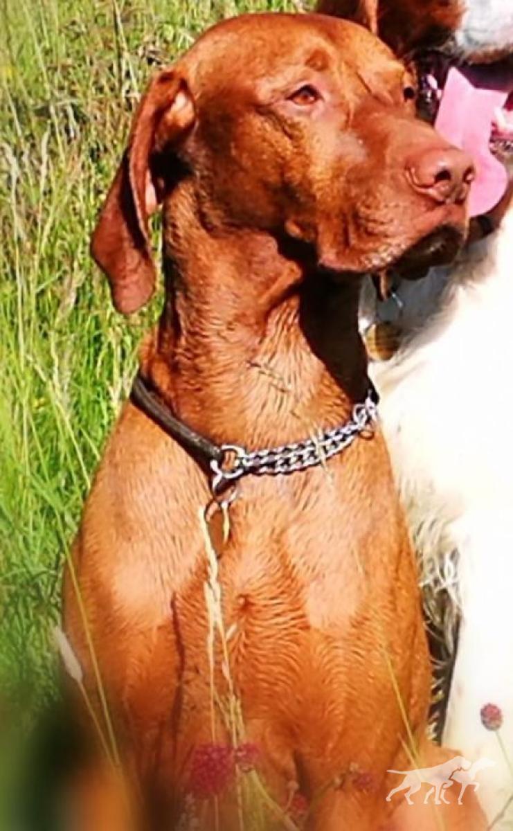 Vizslanya Vador by Viszaset
