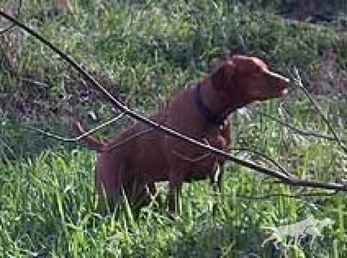 Windrunner's Desperado