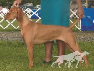 Fawa Windrunner High Jinks