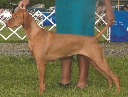 Fawa Windrunner High Jinks