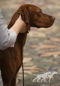Happy Tails Calix