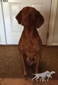 Happy Tails Calix