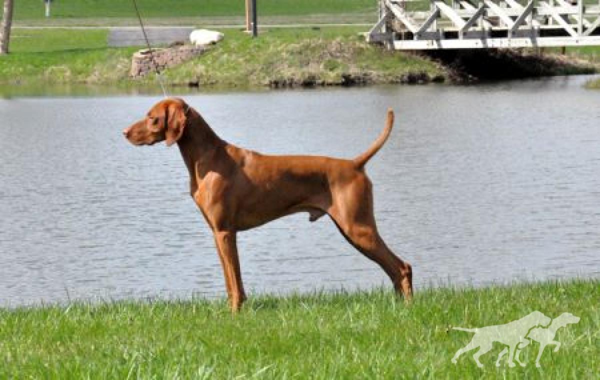 Cruiser's Got The Moves Like Jagger