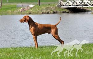 Cruiser's Got The Moves Like Jagger