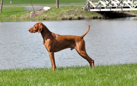Cruiser's Got The Moves Like Jagger