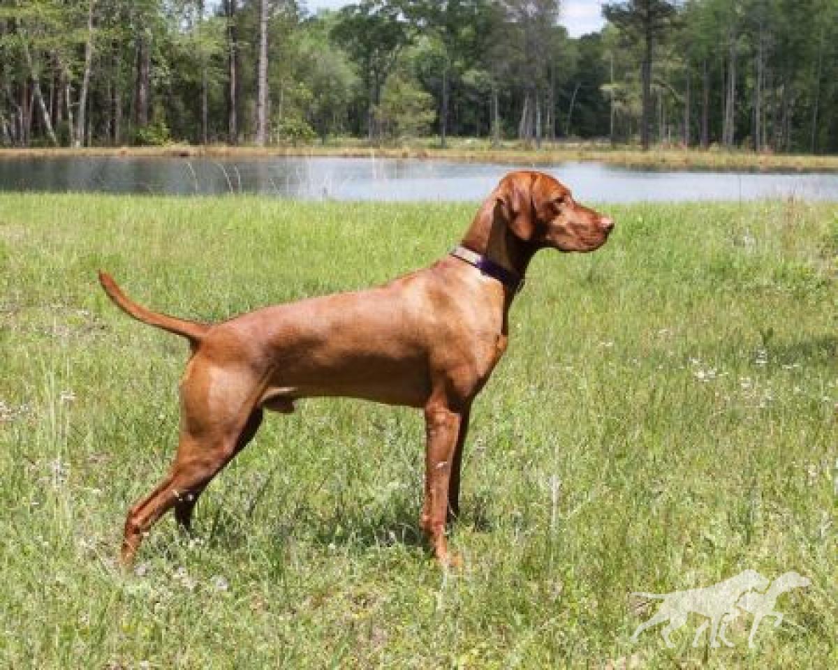 Valleyhunter's That Boy Can Boogie